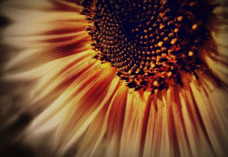 Sunflower - flower, sunflower, nature, sun