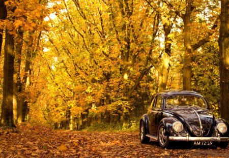 Autumn - beauty, autumn, trees, peaceful, path, carpet of leaves, road, autumn leaves, amazing, view, pretty, tree, cat, beetle, autumn splendor, lovely, nature, pathway, autumn colors, woods, forest, alley, beautiful, leaves, splendor