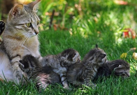 *** A Cat Family ***