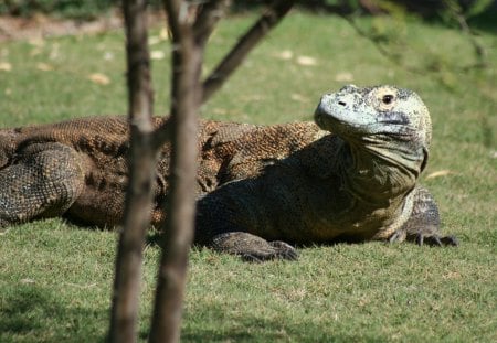 *** Komodo Waran *** - comodo, animals, reptiles, waran