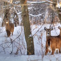 *** Deer in the forest ***