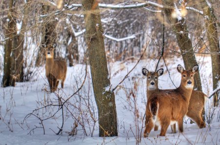 *** Deer in the forest *** - forest, deer, trees, animals