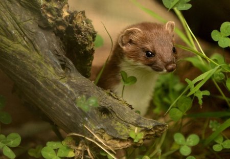 *** Ferret *** - ferret, trees, animals, leawes