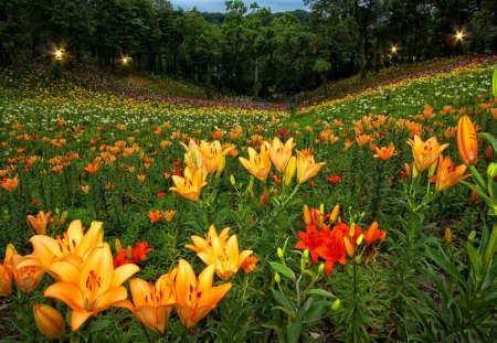 Field of fresh flowers - pretty, summer, grass, forest, flowers, fresh, garden, nice, greenery, trees, beautiful, colors, lovely, freshness, harmony, colorful, nature, lights, green, delight, fireld, park