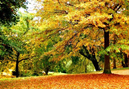 Falling leaves - pretty, forest, leaves, garden, nice, falling, trees, beautiful, colors, lovely, harmony, fall, colorful, nature, autumn, foliage, park