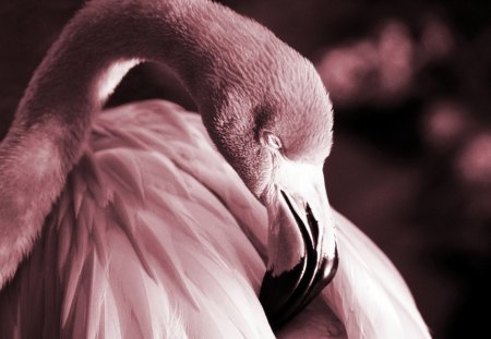 Flamingo - flamingo, love, romantic, animals, pink