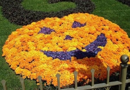 Pumpkin made of Mums - flowers, nature, autumn, mums, orange, pumpkin