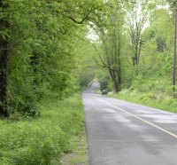 Tree Lined Empty Road