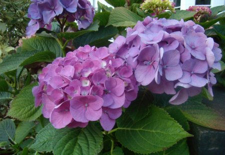 Hydrangea - london, pink, beautiful, hydrangea, flower