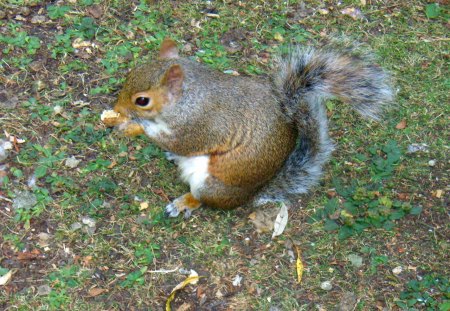 London Squirrel - animal, gray, cute, london, squirrel