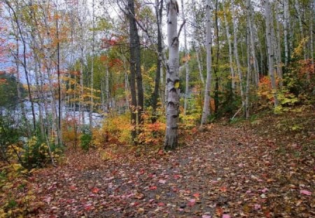 Onaping Falls Nature Trail, Ontario - trees, water, yellow, falls, colors, forest, daylight, leaves, path, trail, canada, nature, autumn, day