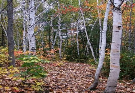 Nature Trail Next to Onaping Falls, Ontario, Canada - trees, bushes, forest, daylight, leaves, path, trail, canada, nature, autumn, day, sky