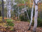 Nature Trail Next to Onaping Falls, Ontario, Canada