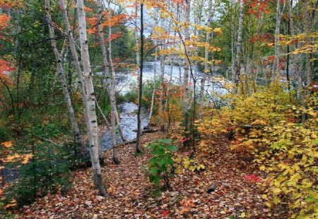 Onaping Falls through the Trees, Canada - autumn, sky, falls, trees, daylight, day, water, bushes, nature, white, forest, flowing, canada, leaves