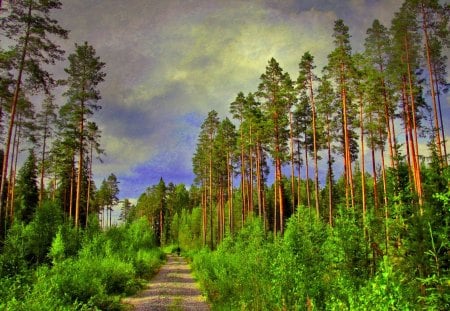 FOREST ROAD - road, trees, forest, nature