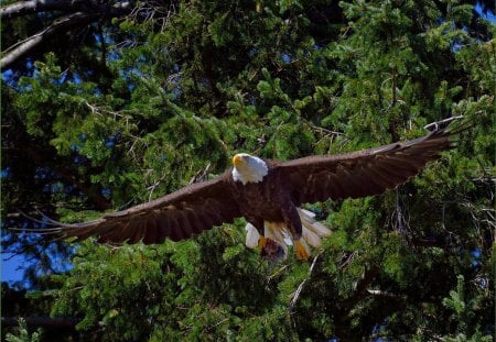 BALD EAGLE - bird, trees, bald eagle, predator, flying