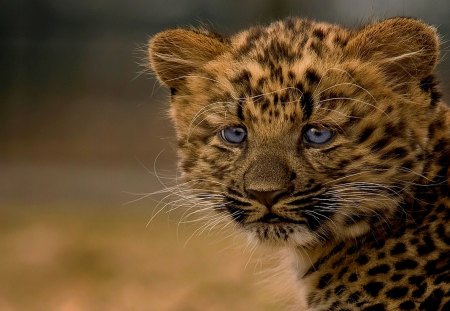 LEOPARD CUB - leopard, cub, wild, cat