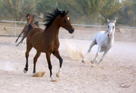 Galloping Around - forest, ground, mane, dirt, eyes, white, brown, racing, hoofs, nature, horse, animals, daylight, nose, legs, fence, group, trees, day