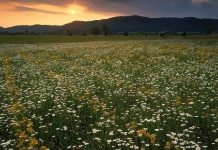 Wild flowers - flowers, sunset, nature, field, wild flowers