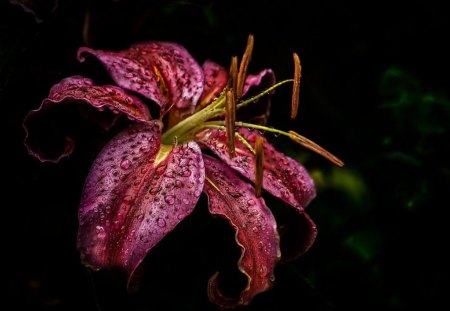 DAZZLING DEWDROPS - raindrops, lilies, water, pink, flowers, black, dew, red, rusty