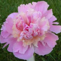 PEONY IN PUREST PINK