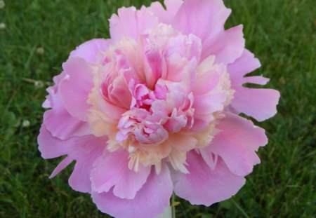 PEONY IN PUREST PINK - peonies, blooms, pinks, flowers, gardens, grass