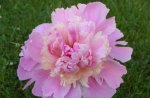 PEONY IN PUREST PINK