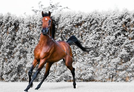 Horse - animal, winter, horse, run