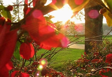 Autumn  is Coming - autumn, fall, red, leaves, sunset, leaf