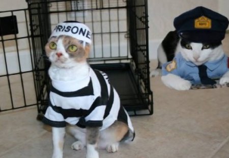 Sentenced To The Kitty Corner - animal, interior, humor, cat