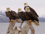 Bald Eagles