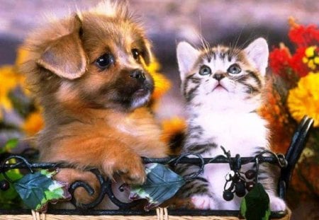 Baby Love - dogs, kitten, cats, puppy, other, animals