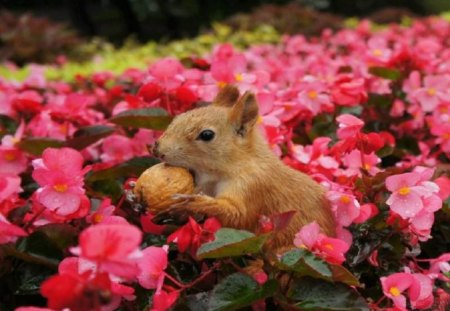 Hidden Treasure - nature, animals, nut, flowers, squirrels