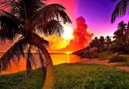 Colors Of The Dusk - nature, beaches, sky, palm trees, sunset