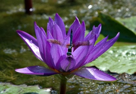 Dragonfly on Water Lily - water, purple, dragonfly, lily