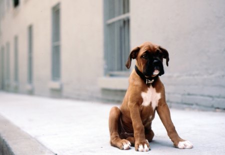 I want a Buddy - fur, puppy, dog, beautiful, boxer, loveable, cute, legs