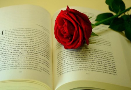 Rose on a Book - book, rose, flower, red