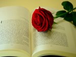 Rose on a Book