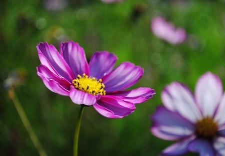 Pink Flowers - beauty, close up, bokeh, photography, daisy, lovely, nature, pretty, macro, pink, beautiful, green, flowers, pink flowers, daisies