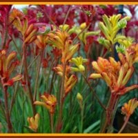 "Australian Kangaroo Paws"