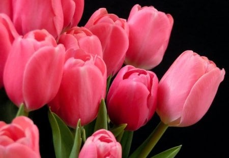 The Flower I â™¥ - tulips, flowers, lovely, pink