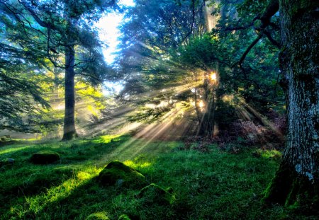 Splendor - magic, splendor, landscape, grass, amaing, sunrise, forest, magical, sunrays, view, sky, woods, sun, clouds, sunlight, trees, beautiful, beauty, lovely, tree, nature, sunset, rays, green, peaceful, rocks