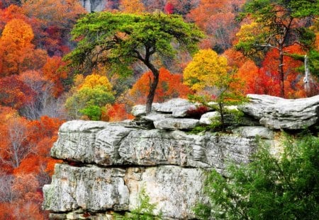 Bonsai Tree - nice, tree, bonsai, rocky