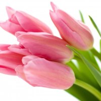 * Pink tulips *