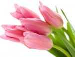 * Pink tulips *