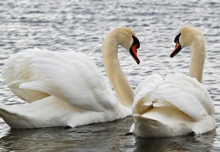 * Pure love * - warmth, white swan, water, amazing, swan, beautiful, sea, beauty, ocean, love, nature, wings, friends, bid