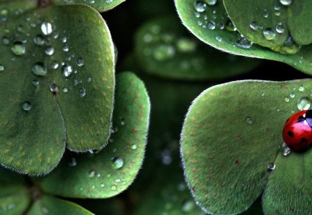 * Tiny ladybug * - water drops, wet, bird, nature, ladybug, tiny, red, green, leaves, cute