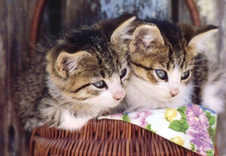 Kittens Inside D Basket