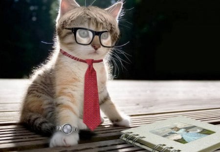 A Genius Cat - nice, genius, kitty, cat