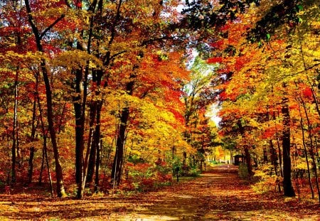 Autumn - beauty, autumn, sky, trees, peaceful, autumn leaves, path, carpet of leaves, road, fall, view, forests, landscape, autumn splendor, lovely, nature, pathway, autumn colors, woods, forest, alley, beautiful, leaves, splendor, colors